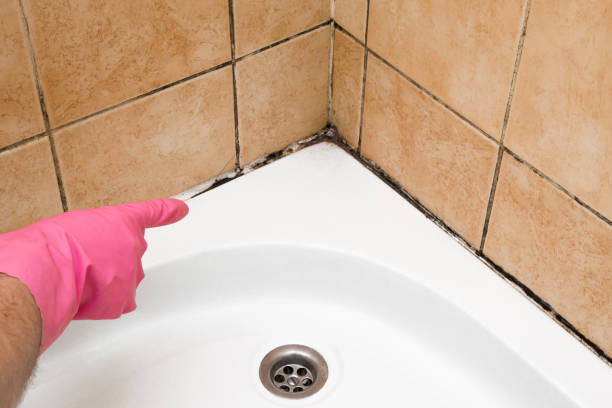 Best Preventive Mold Services in Aliquip, PA